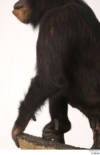 Chimpanzee Bonobo arm 0007.jpg